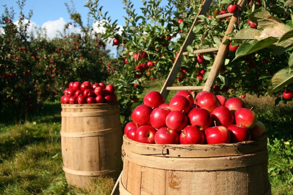 apples, fruits, orchard-1872997.jpg
